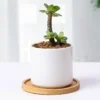 Multi Bamboo Tray Wood Saucer Flower Pot Tray Cup Pad Coaster Plate Kitchen Decorative Plate Creative Coaster Coffee Cup Mat